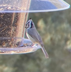 Baeolophus wollweberi