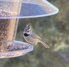 Baeolophus wollweberi