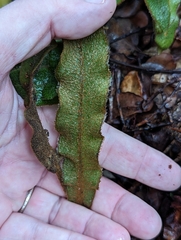 Elaphoglossum paleaceum