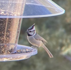 Baeolophus wollweberi