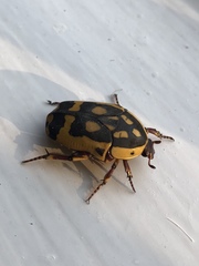 Pachnoda fissipunctum