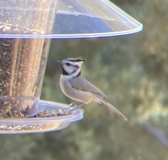 Baeolophus wollweberi