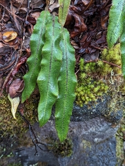 Elaphoglossum paleaceum