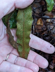Elaphoglossum paleaceum