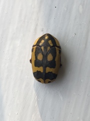 Pachnoda fissipunctum