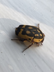 Pachnoda fissipunctum