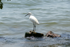 Egretta garzetta