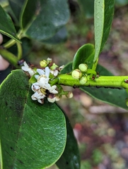 Ilex anomala