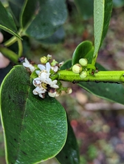 Ilex anomala