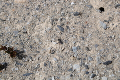 Tachysphex nigerrimus