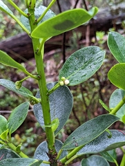 Ilex anomala
