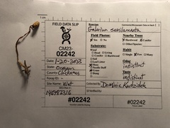 Galerina semilanceata