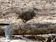Pternistis clappertoni