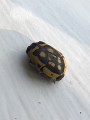 Pachnoda fissipunctum