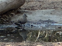 Turtur abyssinicus