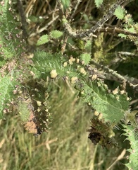 Vittacus mansoni