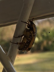 Pachnoda fissipunctum