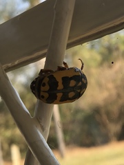 Pachnoda fissipunctum