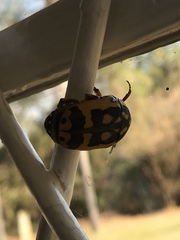 Pachnoda fissipunctum