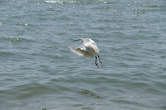 Egretta garzetta