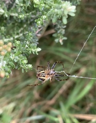 Novaranea queribunda