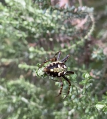 Novaranea queribunda