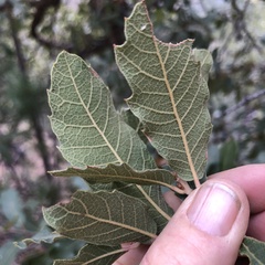 Quercus arizonica