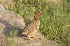 Coturnix coturnix