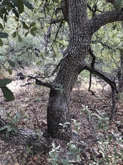 Quercus arizonica