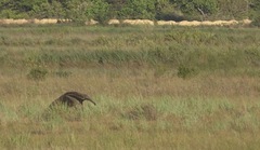 Myrmecophaga tridactyla