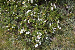 Veronica macrantha