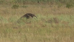 Myrmecophaga tridactyla