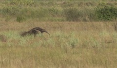 Myrmecophaga tridactyla