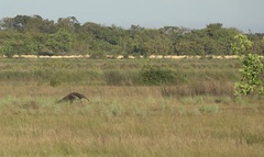Myrmecophaga tridactyla