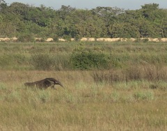 Myrmecophaga tridactyla