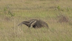 Myrmecophaga tridactyla