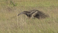 Myrmecophaga tridactyla