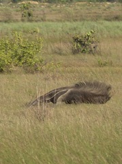 Myrmecophaga tridactyla