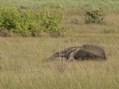 Myrmecophaga tridactyla