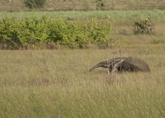 Myrmecophaga tridactyla