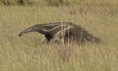 Myrmecophaga tridactyla
