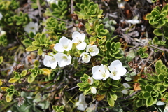 Veronica macrantha