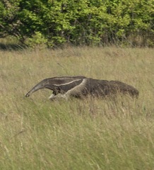 Myrmecophaga tridactyla