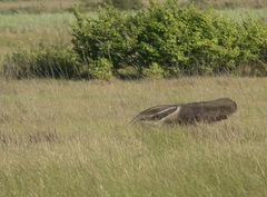 Myrmecophaga tridactyla