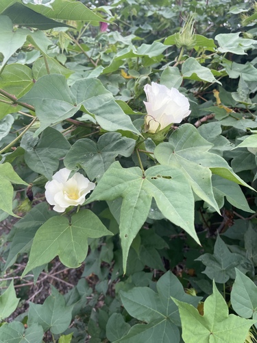 Gossypium hirsutum observed 2023-01-29