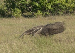 Myrmecophaga tridactyla