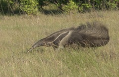 Myrmecophaga tridactyla