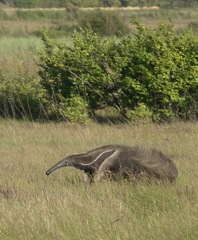 Myrmecophaga tridactyla