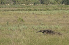 Myrmecophaga tridactyla