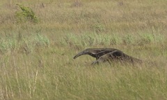 Myrmecophaga tridactyla